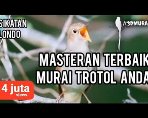 Thumbnail Masteran Sikatan Londo Gacor 1 Jam Untuk Isian Murai Trotol & Dewasa Anda #Nightingale